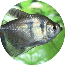 Tetra pet on sale fish